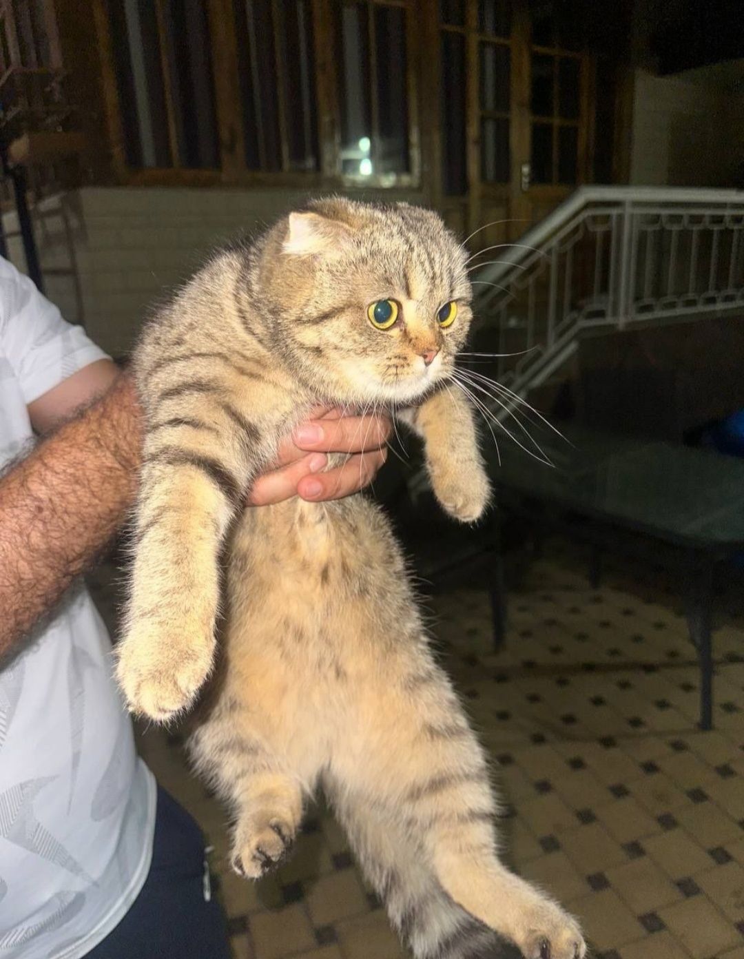 Срочно. Мраморный Скоттиш Фолд Красавчик