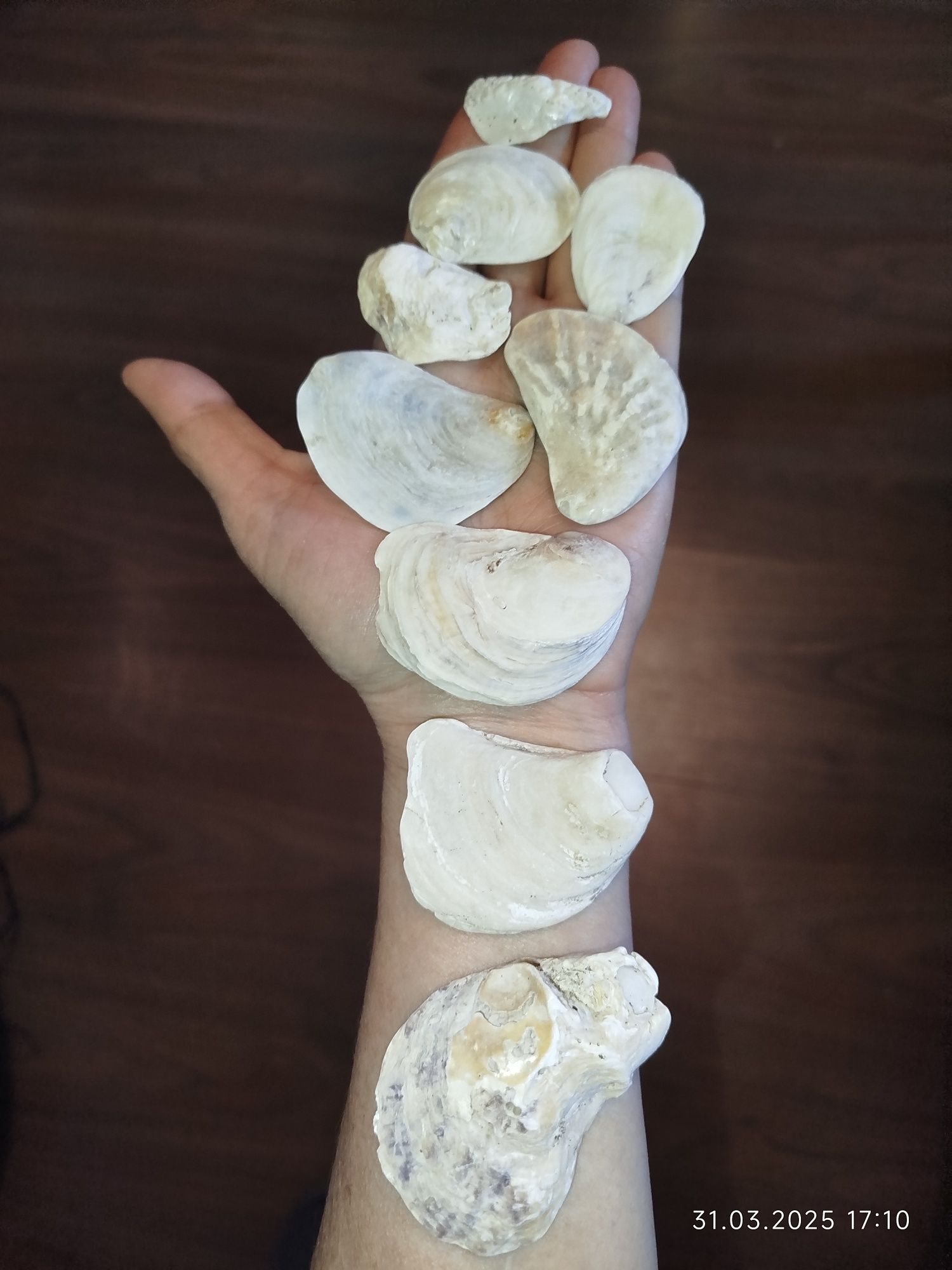 Ракушки натуральные из морей
