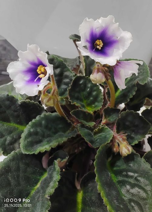 Фиалка сенполия цветущая сортовая