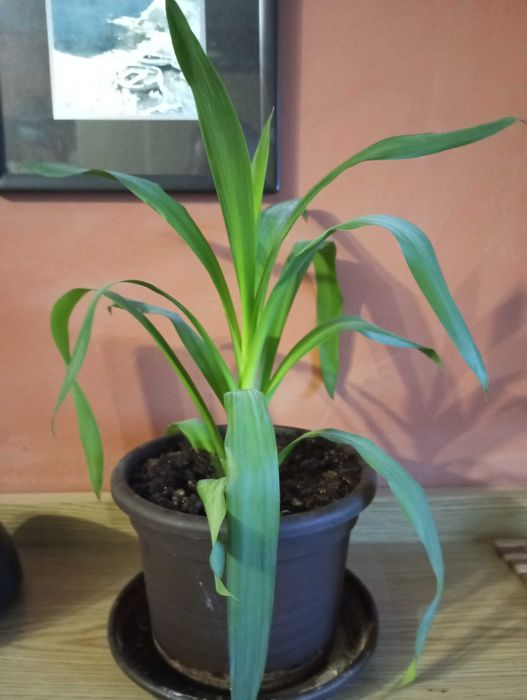 Yucca tanar in ghiveci