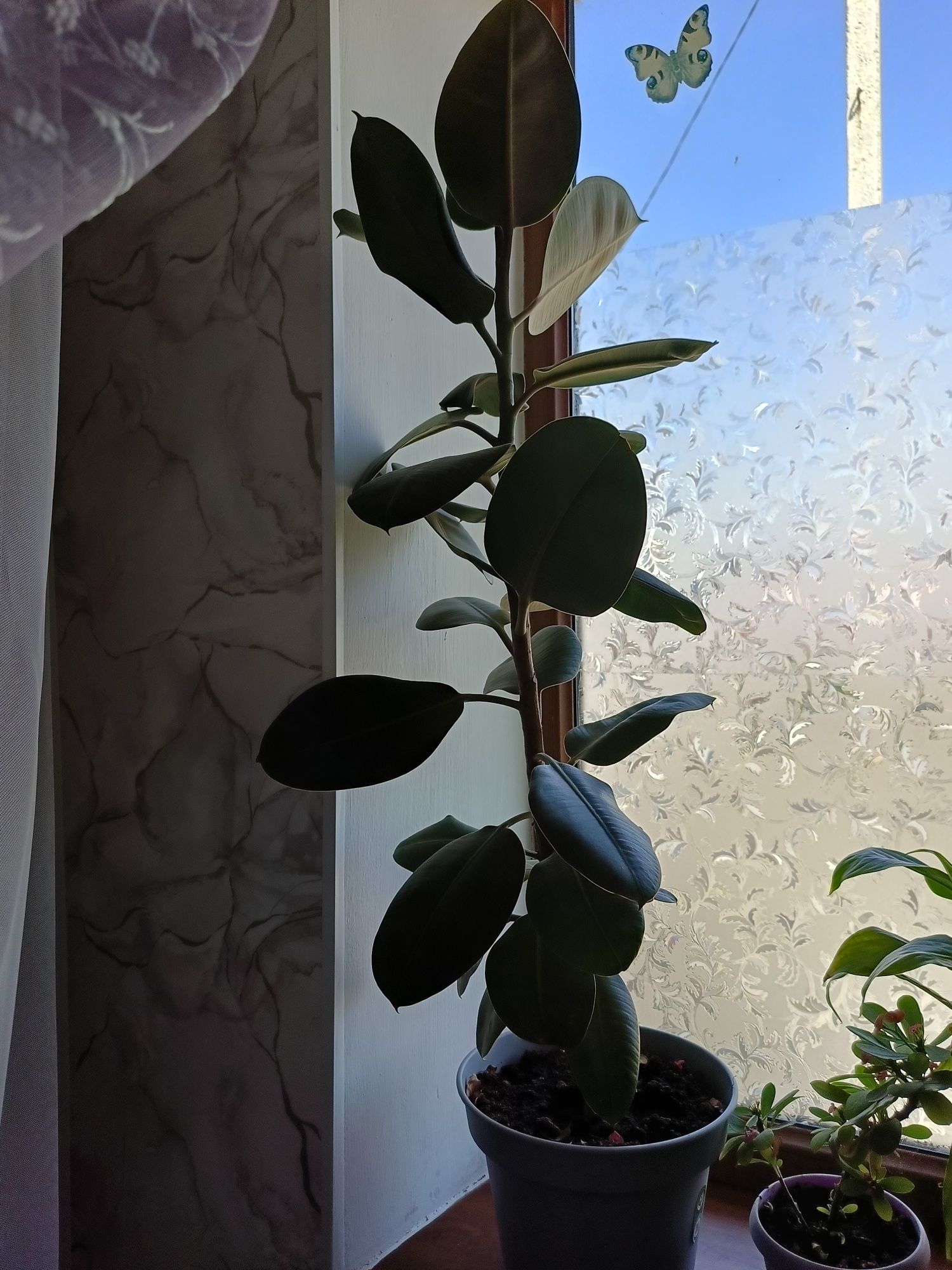 Продам комнатное растение фикус