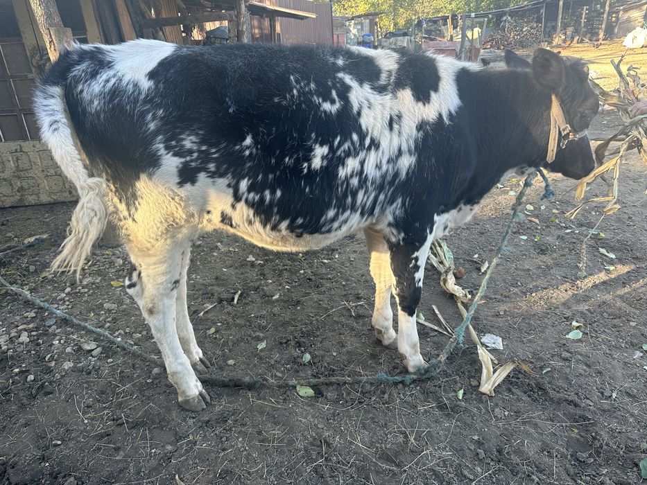 Se vinde pret 4300 lei negociabil