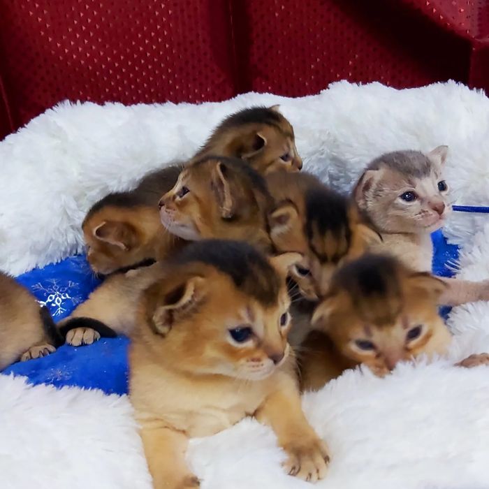 "Пумята"- Аби котята. ГОТОВЫЕ и под Бронь    !