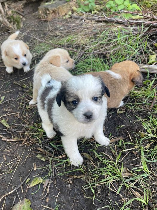 5 puiuțe minunate și o mamă care a renăscut din suferință