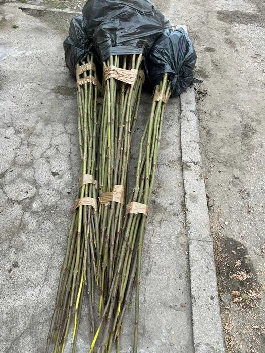 Посадъчен материал от Пауловния