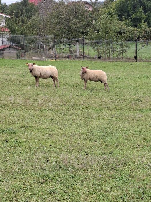 Berbeci de prasila,rasa de carne Rouge de l'Ouest