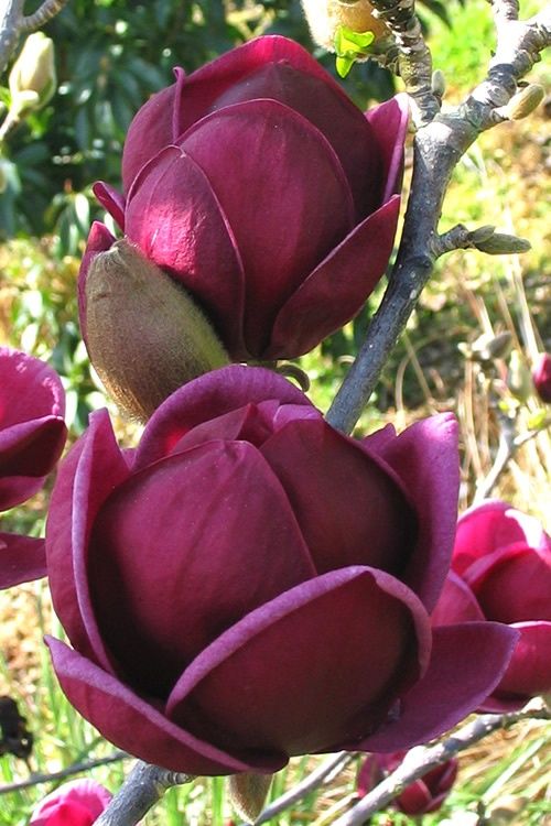 Магнолия Джени-(Magnolia genie)