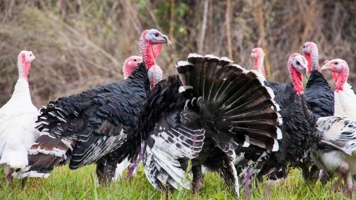 Vand curcani crescuți intre  10 kg și 20 kg