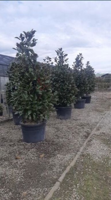 Magnolia grandiflora