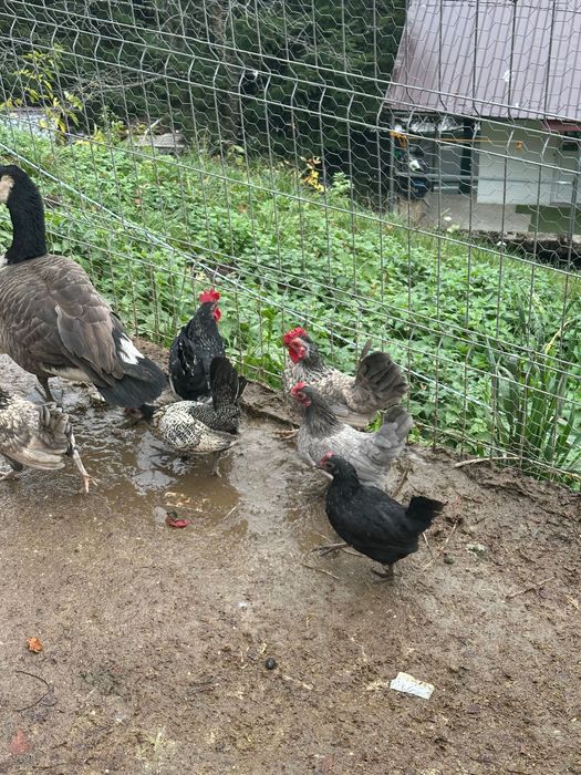 Gaini pitice de vanzare