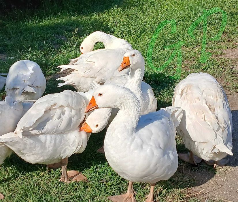 Vand Gaste Emden - rasa pura