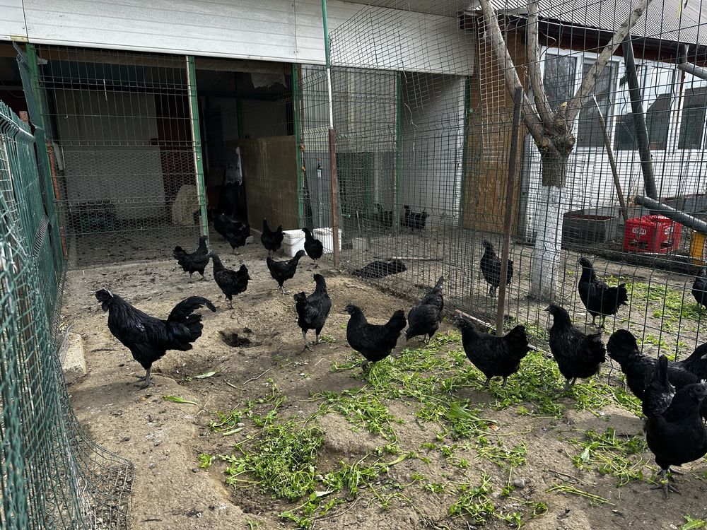 Ayam Cemani gaini