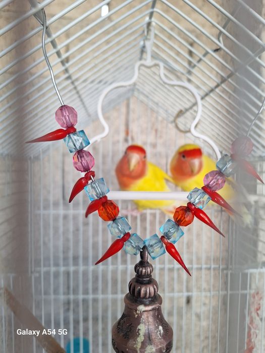 Неразлучки попугайчики тути куш