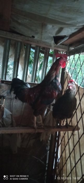 Товуклар ва Хуроз