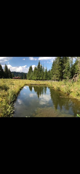 Teren de vis la munte Poiana Negri, lângă  pădure înconjurat de brazi