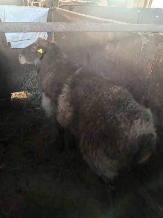 Продаётся племенной кушкар!