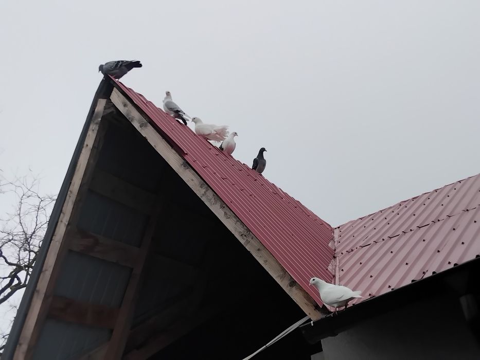 Porumbei  de vanzare doar impreuna