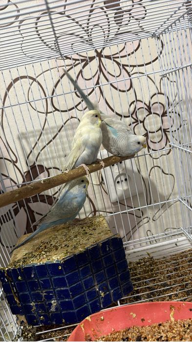 Продается волнистый попугай