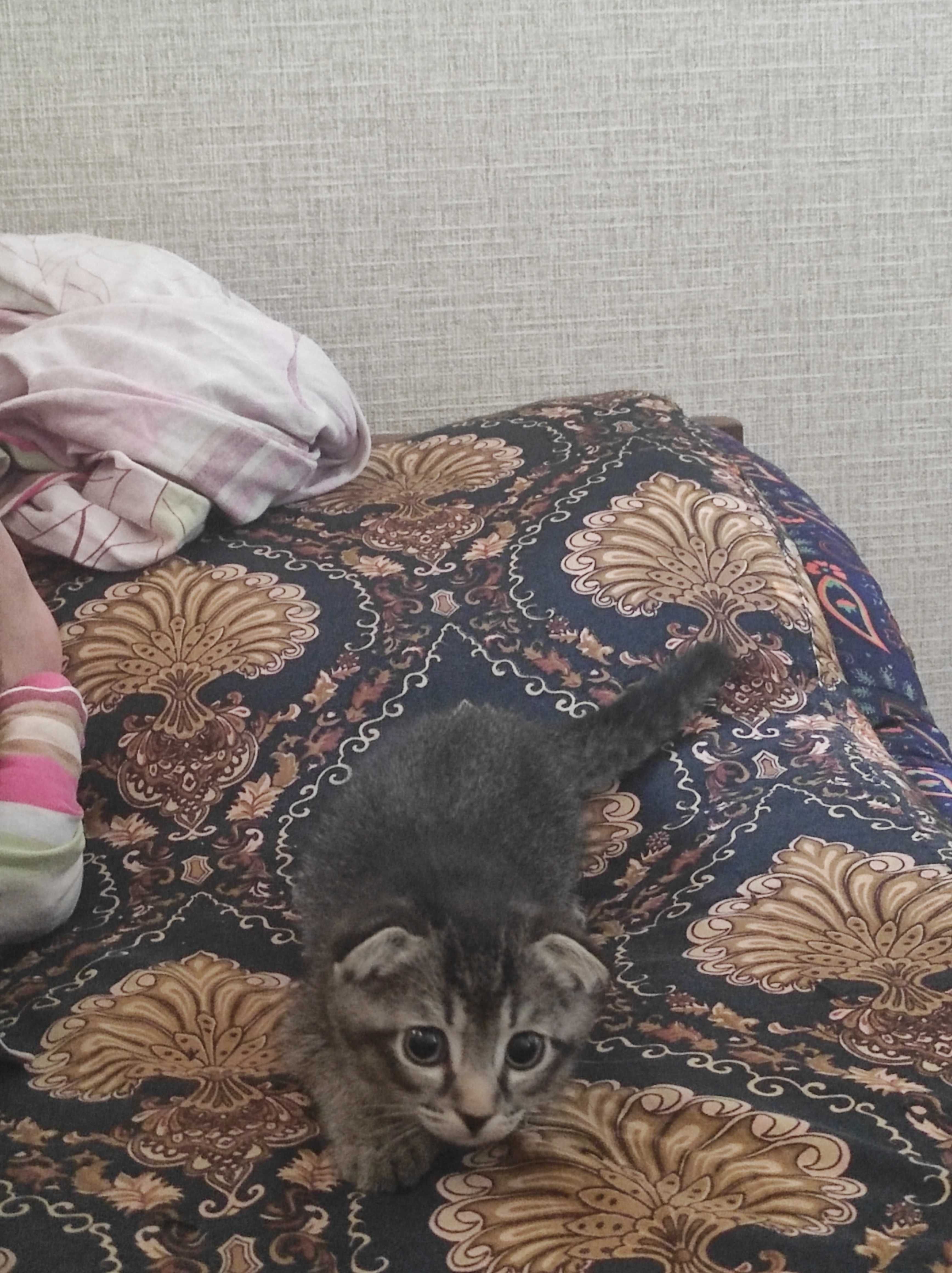 Продам кошку шотланский