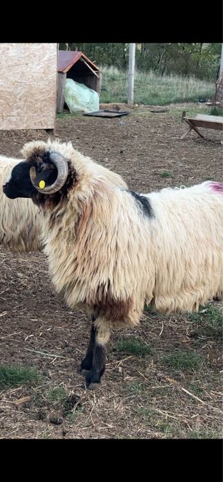 Berbecut de anul acests   breaz de Hateg