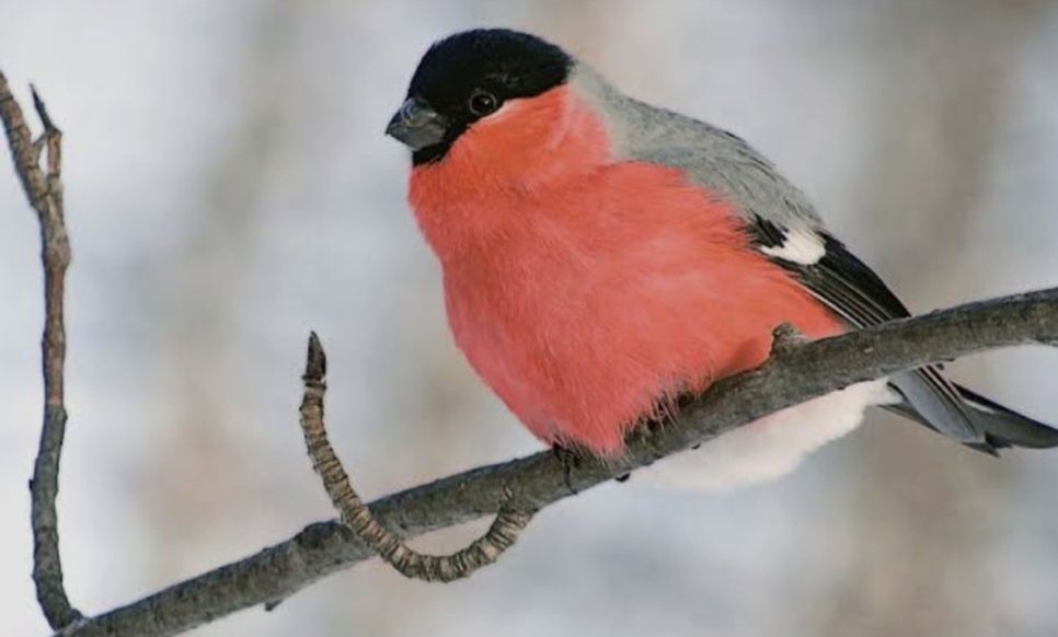 Продам красного снигеря