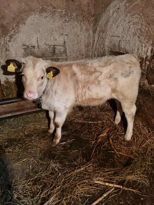 Vând vițel de 10 săptămâni