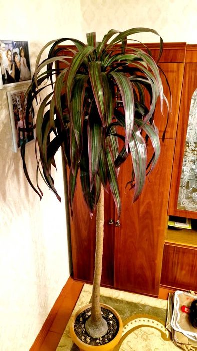 Пальма одноствольная 2 метра
