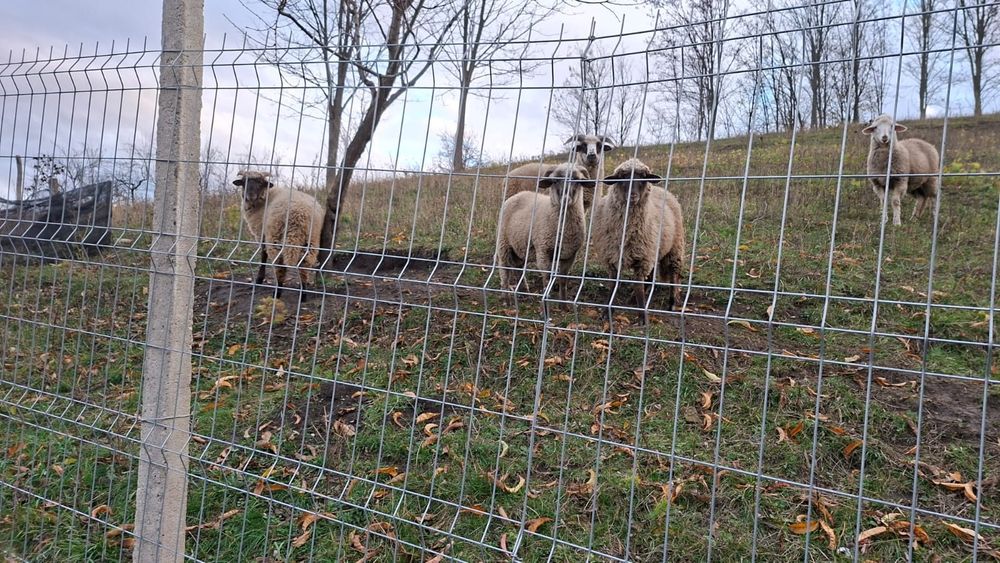 Vând miei, carcasa și în viu!