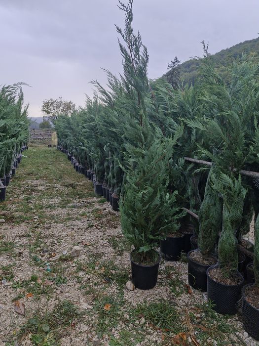 Tuia leylandii plante ornamentale