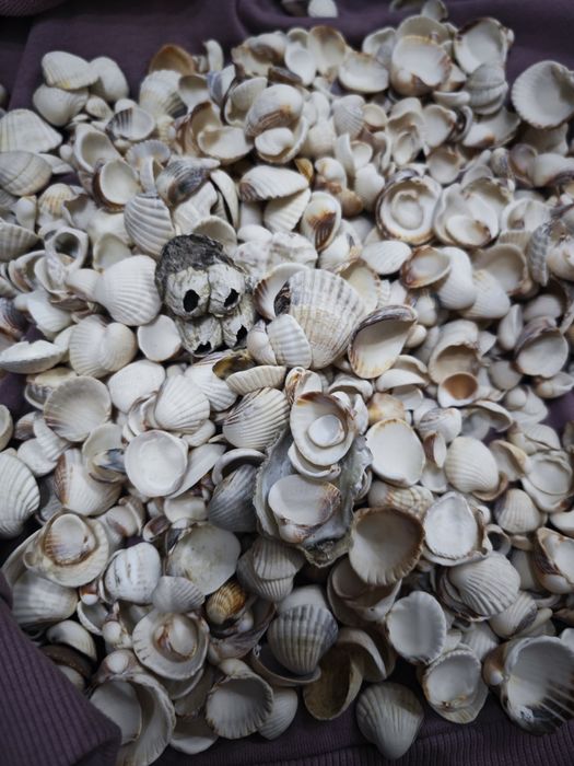 Продам морские ракушки
