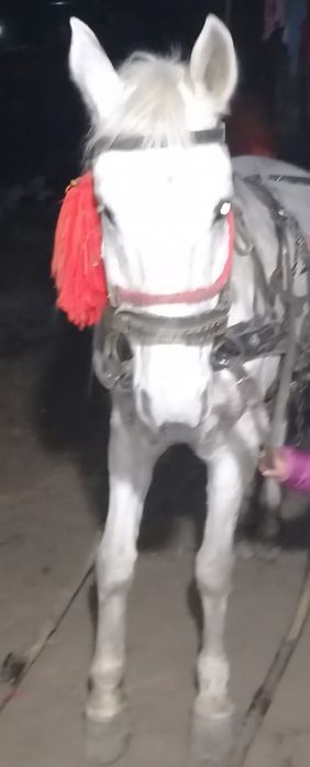 Vând iapa bună de muncă