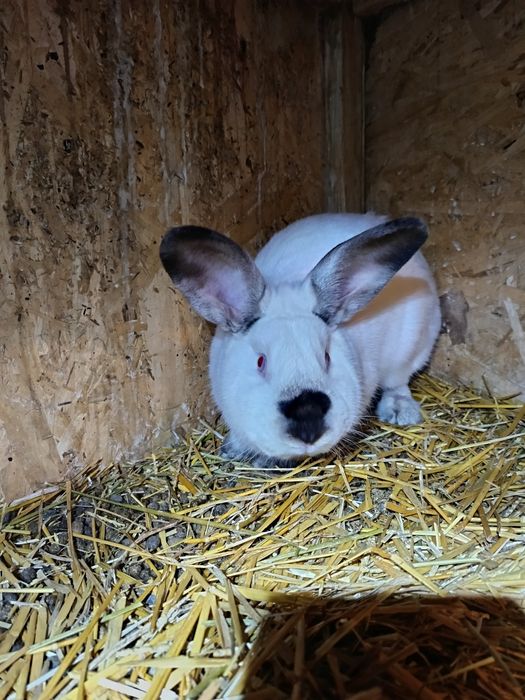 Pereche de californian