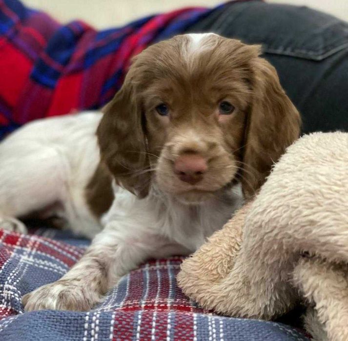Малыши спаниельки