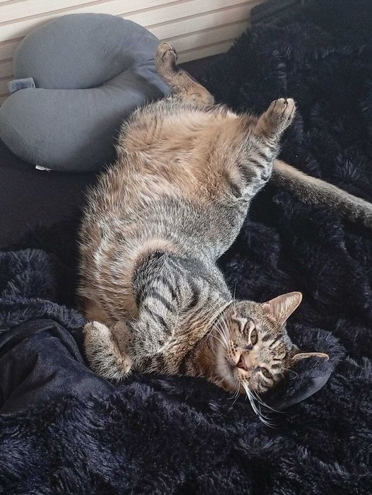 Motan pentru adopție urgent