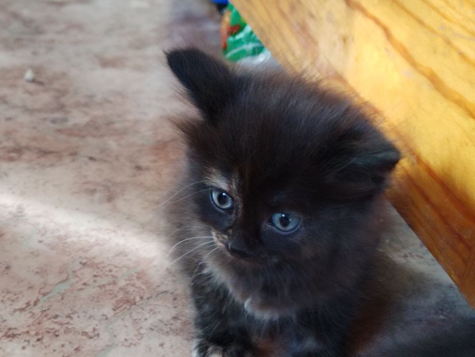 Отдам котят бесплатно аблакетские крысоловы!