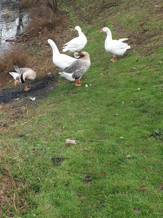 Vând gâște de baltă românești frumoase