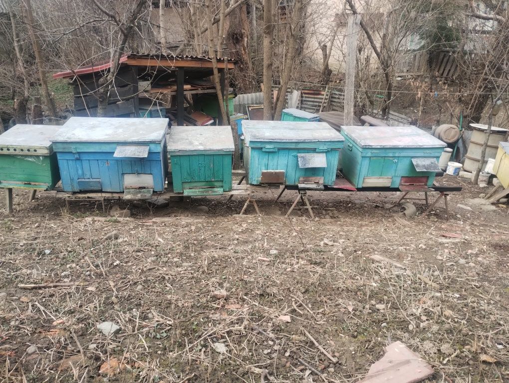 familii de Albine