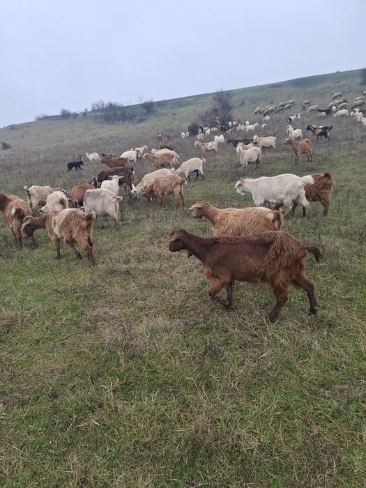 Vand oi carabase și capre