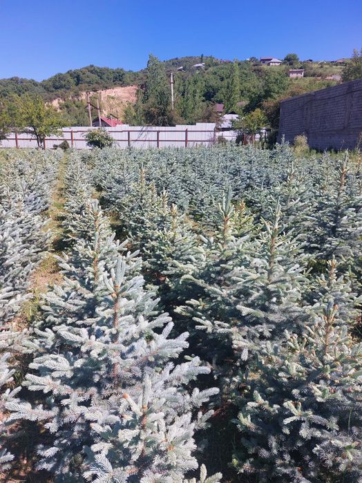 Крымская голубая ель