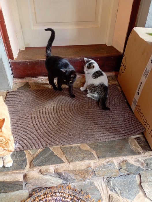 Pisicuțe spre adoptie