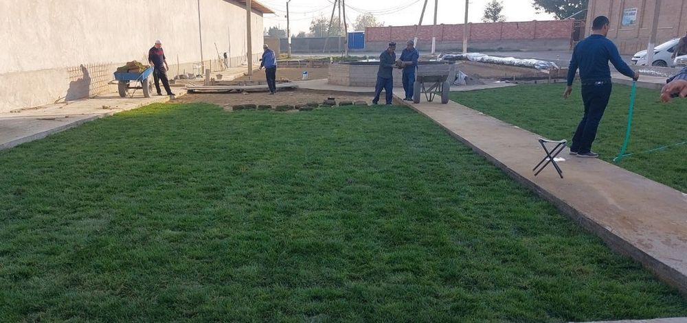 Tirik Rulon Gazon Toshkent - Живой газон цена Ташкент Uzb Gazonlar.Uz