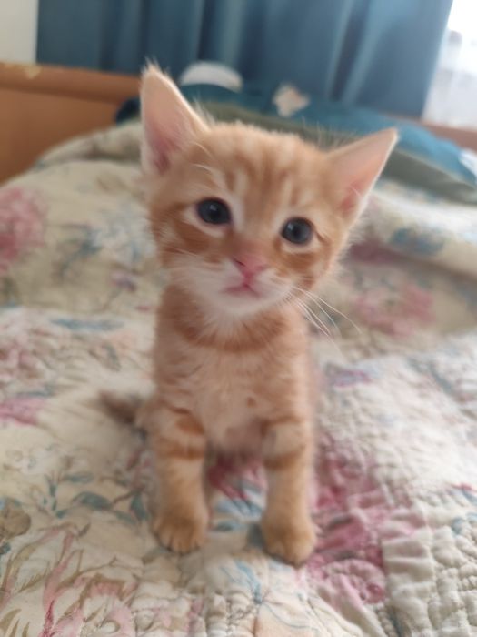 Отдам рыжее чудо. Мальчик 1 месяц.