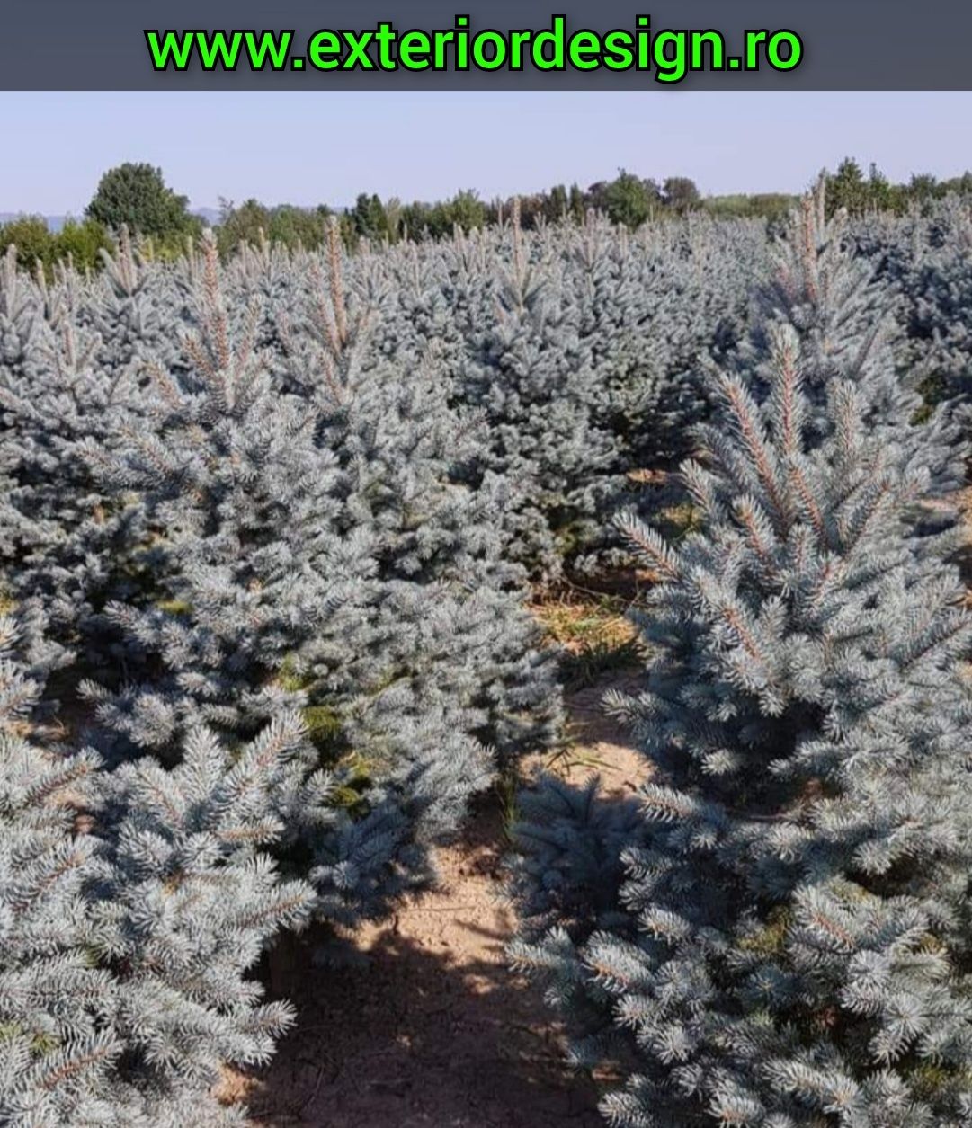 Brazi argintii verzi normandian, plante ornamentale etc