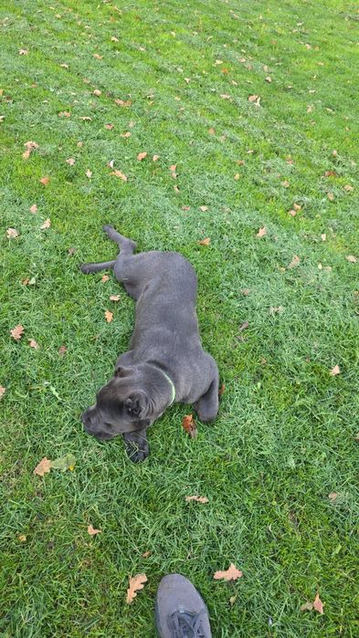 Кане корсо сиво мъжко