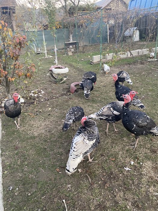 Vând curcani tineri