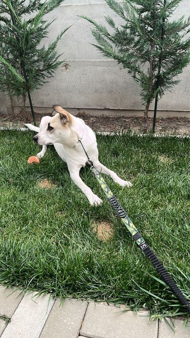 Ofer spre adoptie catelusa metis talie medie