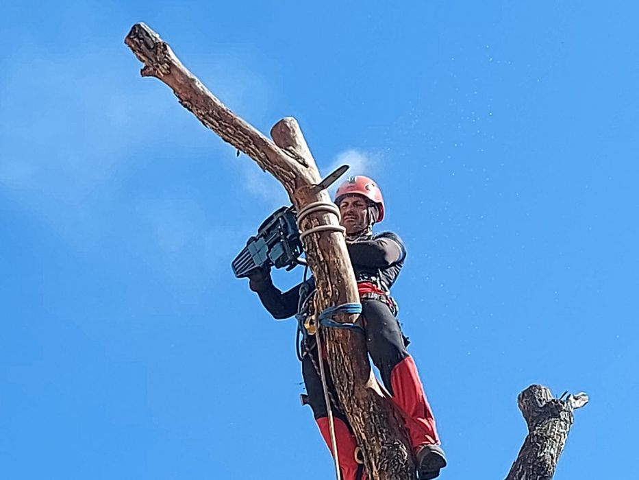 Toaletari-Taieri copaci