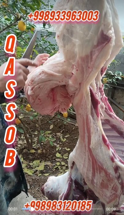 Қассоб кассоб qassob kassob