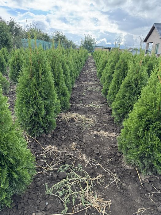 Vand tuia smaragd aclimatizat