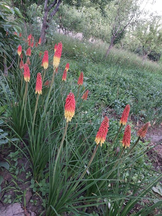 Садовые растения